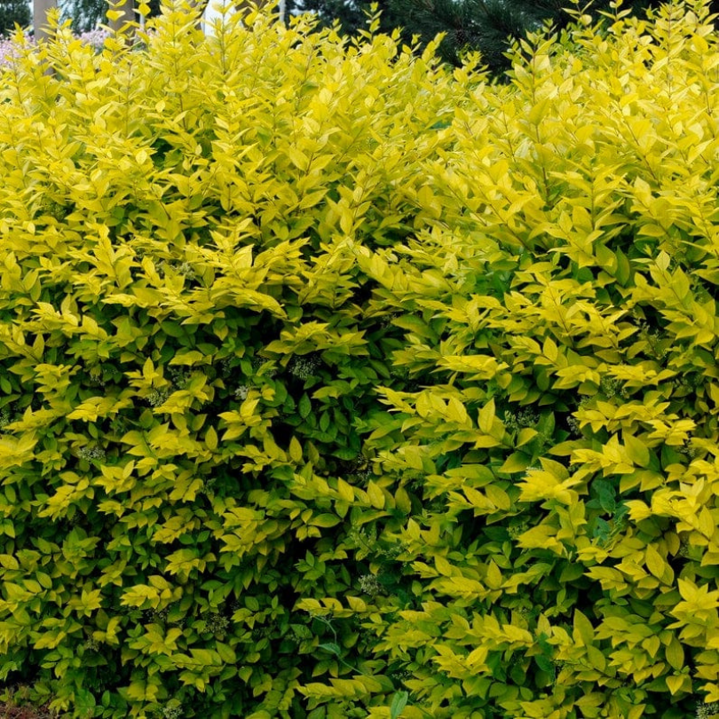 Lemn Cainesc Auriu, Ligustrum Ovalifolium Aureum