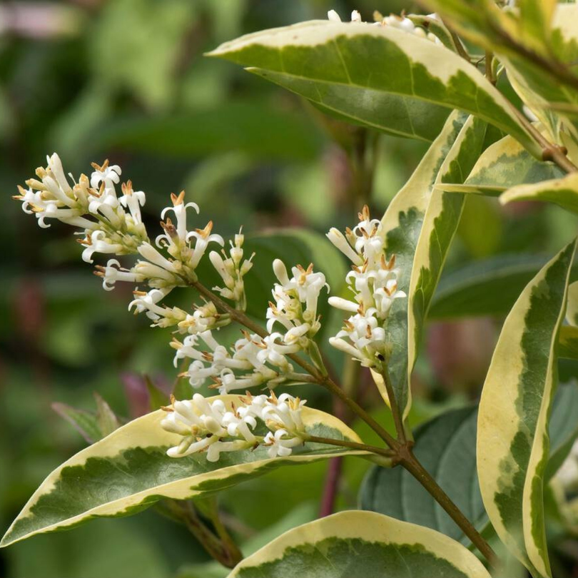 Lemn Cainesc Tufa, Ligustrum Japonicum Variegatum