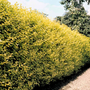 Lemn Cainesc Tufa, Ligustrum Japonicum Variegatum