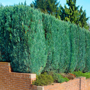 Ienupar Chinezesc Blue Alps, Juniperus Chinensis Blue Alps