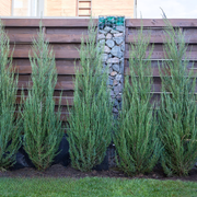 Ienupar Chinezesc Spartan, Juniperus Chinensis Spartan