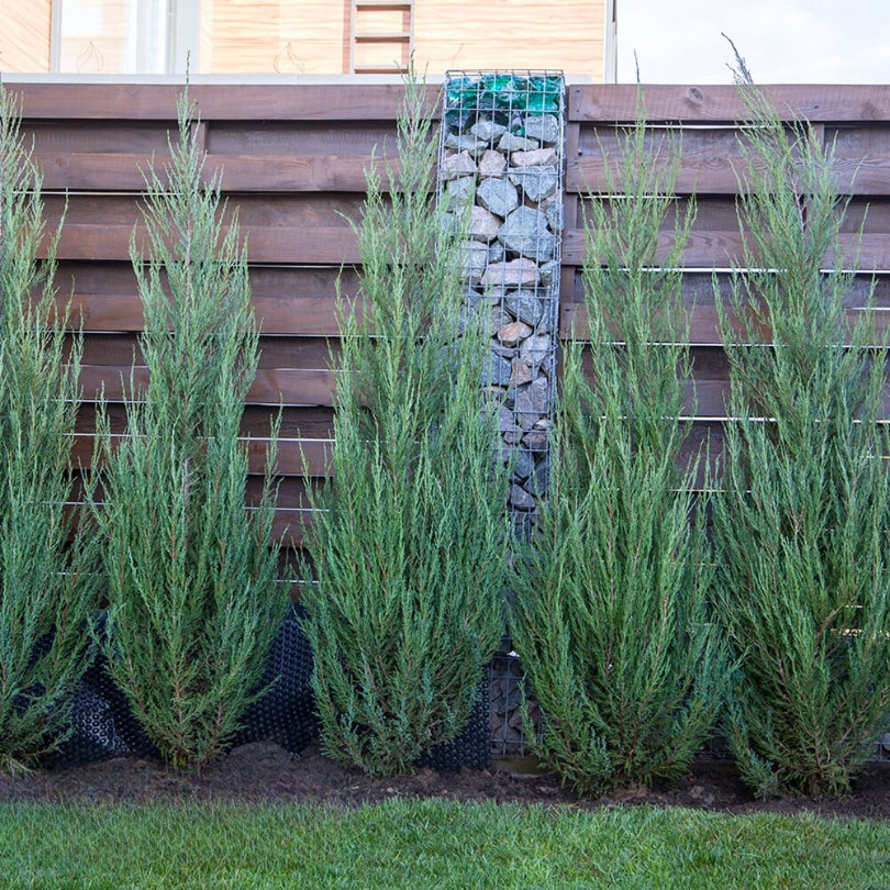 Ienupar Chinezesc Spartan, Juniperus Chinensis Spartan