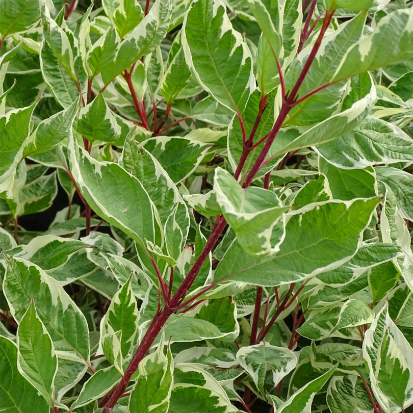 Corn, Cornus Alba Elegantissima