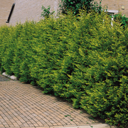 Chiparos Leyland, Cupressocyparis Leylandii Variegata