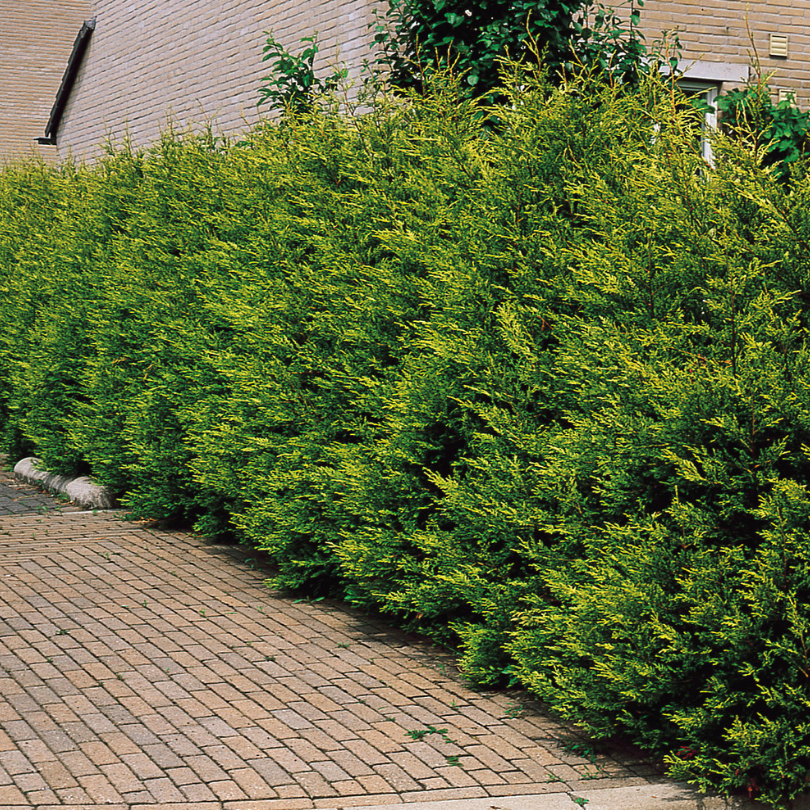 Chiparos Leyland, Cupressocyparis Leylandii Variegata