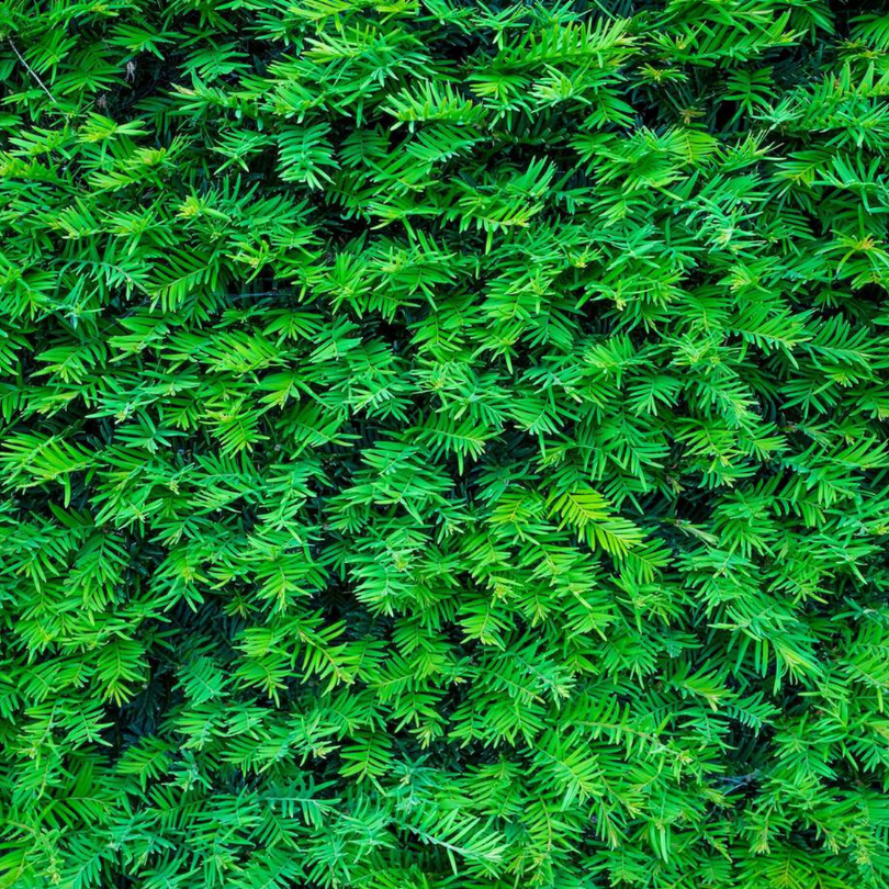 Tisa, Taxus Baccata Fastigiata Robusta