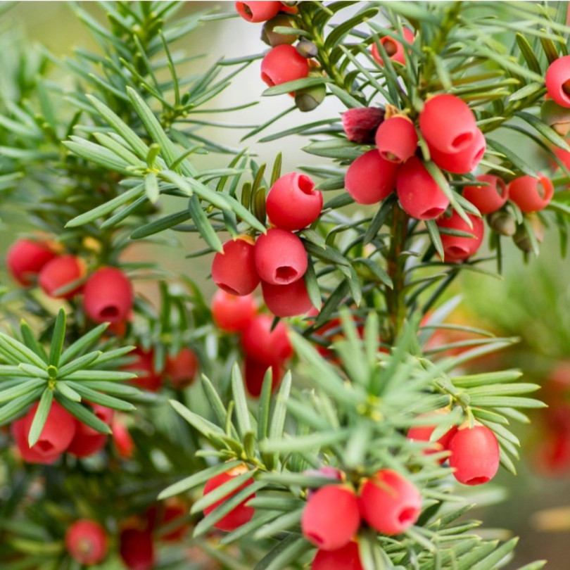 Tisa Columnara Hicksii, Taxus x Media Hicksii