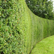 Tisa Hillii, Taxus x Media Hillii