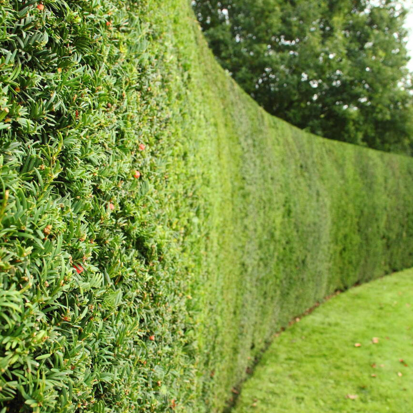 Tisa Hillii, Taxus x Media Hillii