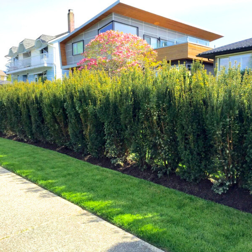 Tisa Piramidala, Taxus Baccata Pyramidalis