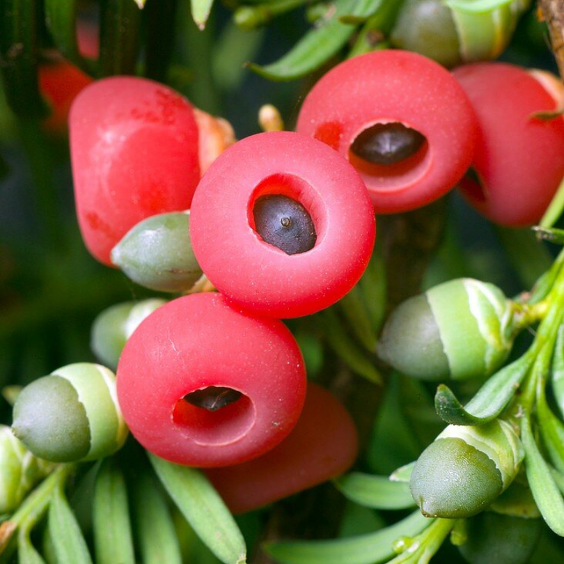 Tisa Piramidala, Taxus Baccata Pyramidalis