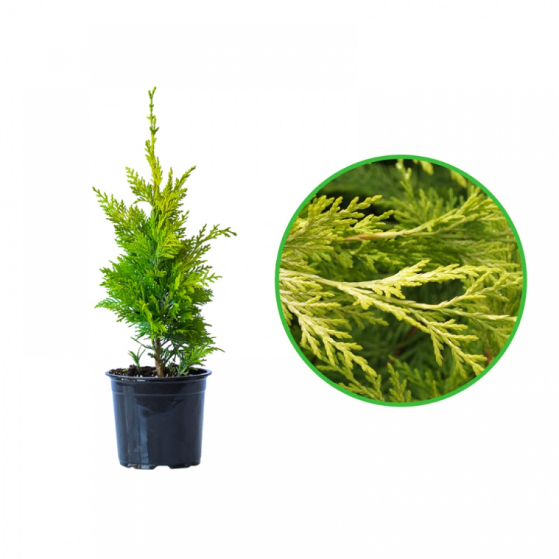 Chiparos Leyland, Cupressocyparis Leylandii Variegata