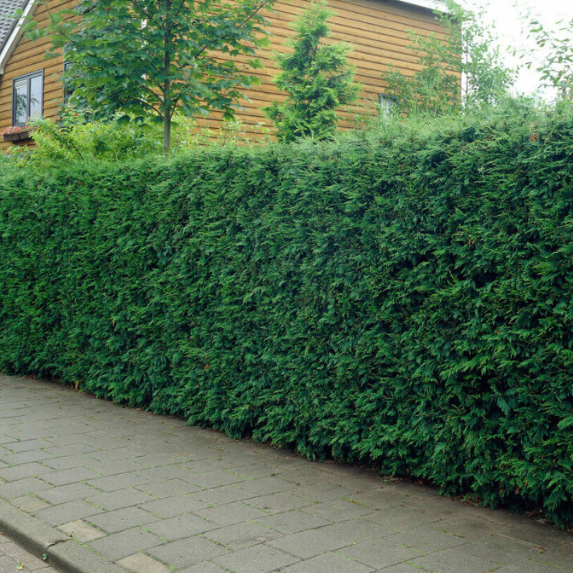 Chiparos Leyland, Cupressocyparis Leylandii