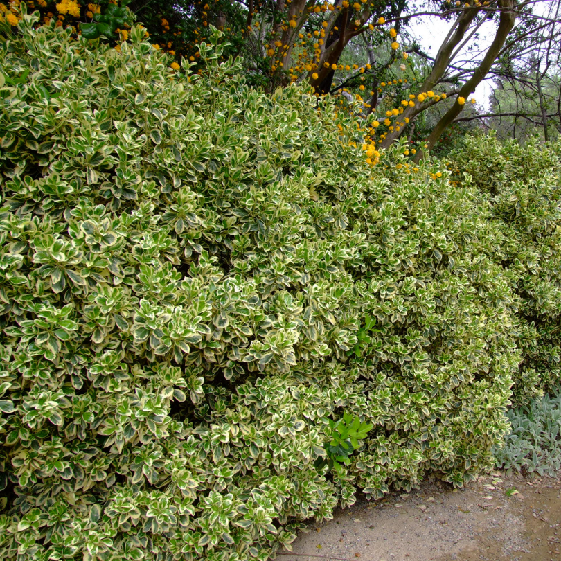 Salba Bicolora, Euonymus Japonicus Albomarginatus