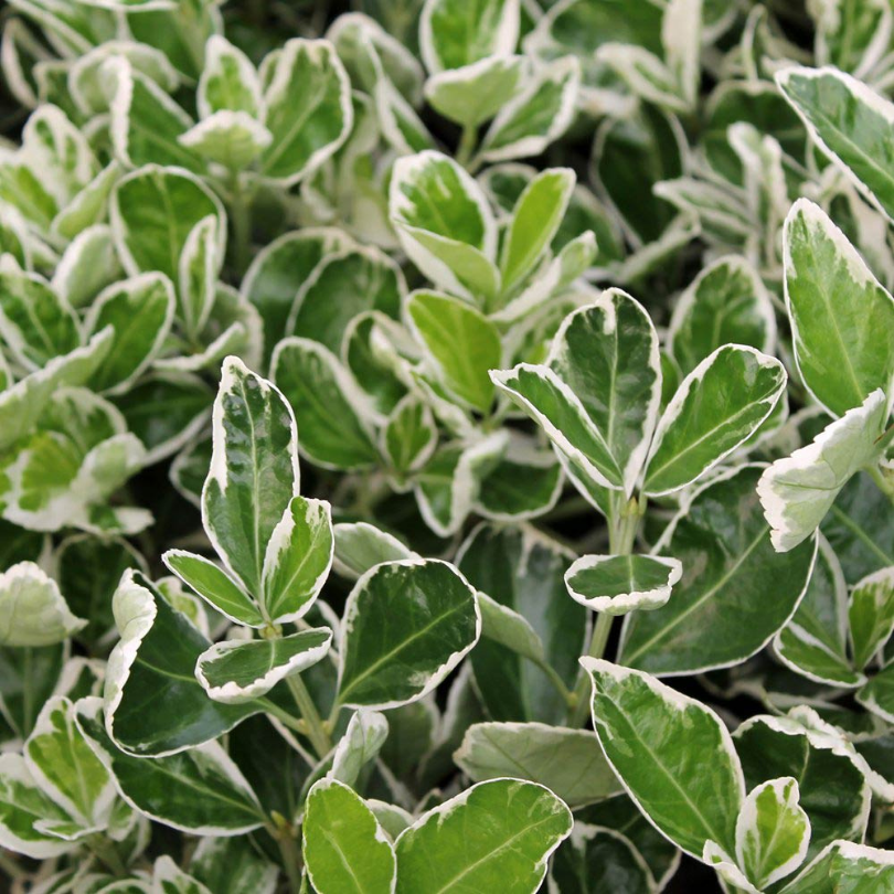 Salba Bicolora, Euonymus Japonicus Albomarginatus