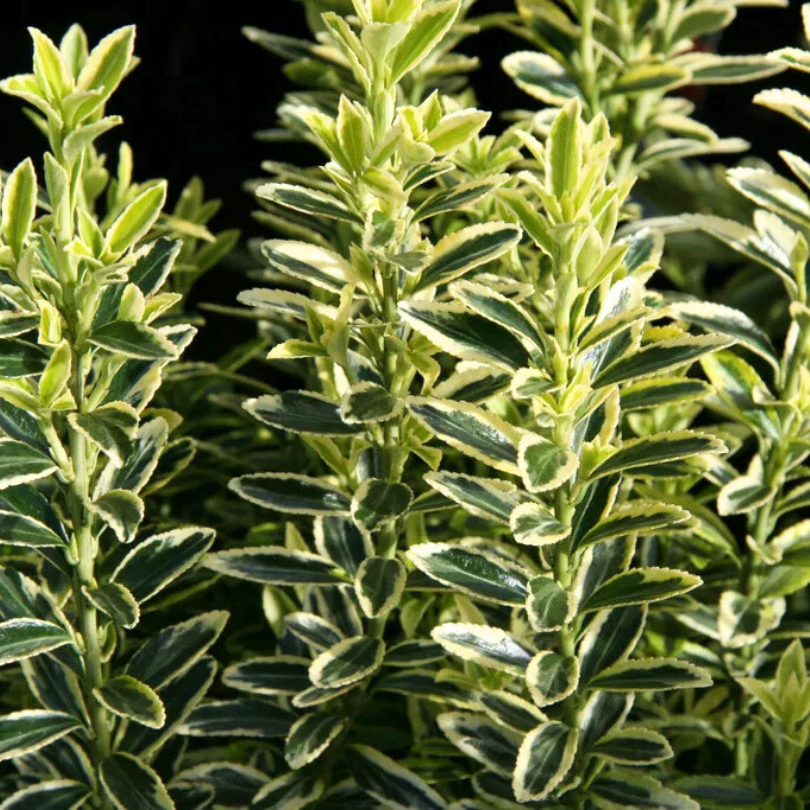 Salba Japoneza Galbena, Euonymus Japonicus Microphyllus Aureovariegatus