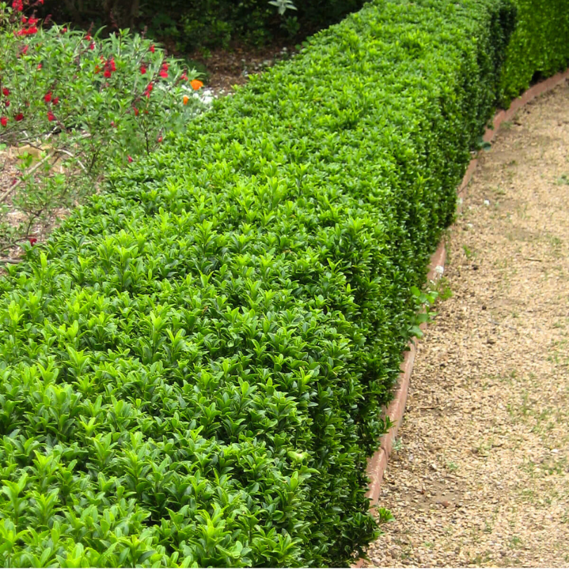 Salba Japoneza Verde, Euonymus Japonicus Microphyllus