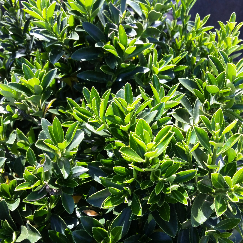 Salba Japoneza Verde, Euonymus Japonicus Microphyllus