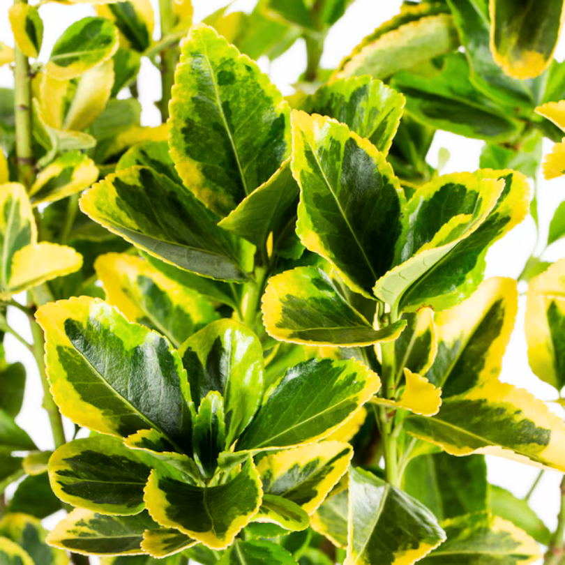Salba Galbena, Euonymus Aurea Variegatum