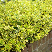 Salba Galbena, Euonymus Aurea Variegatum