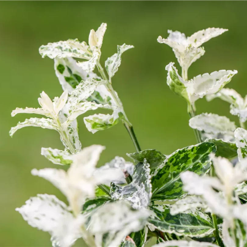 Salba Harlequin, Euonymus Fortunei Harlequin
