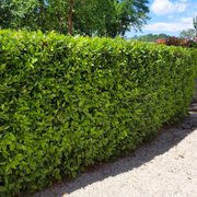 Dafin, Laurus Nobilis