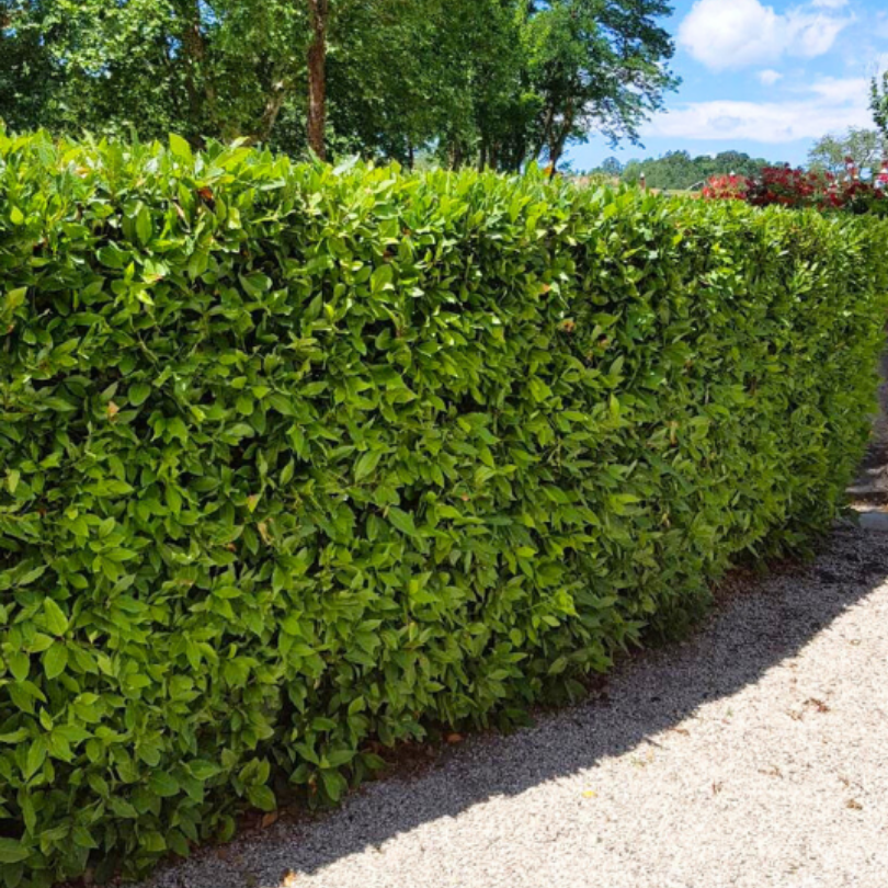 Dafin, Laurus Nobilis