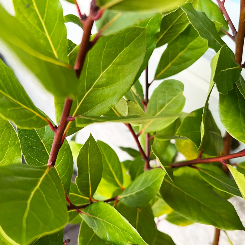 Dafin, Laurus Nobilis