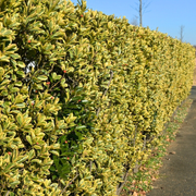 Salcioara, Elaeagnus Ebbingei Viveleg