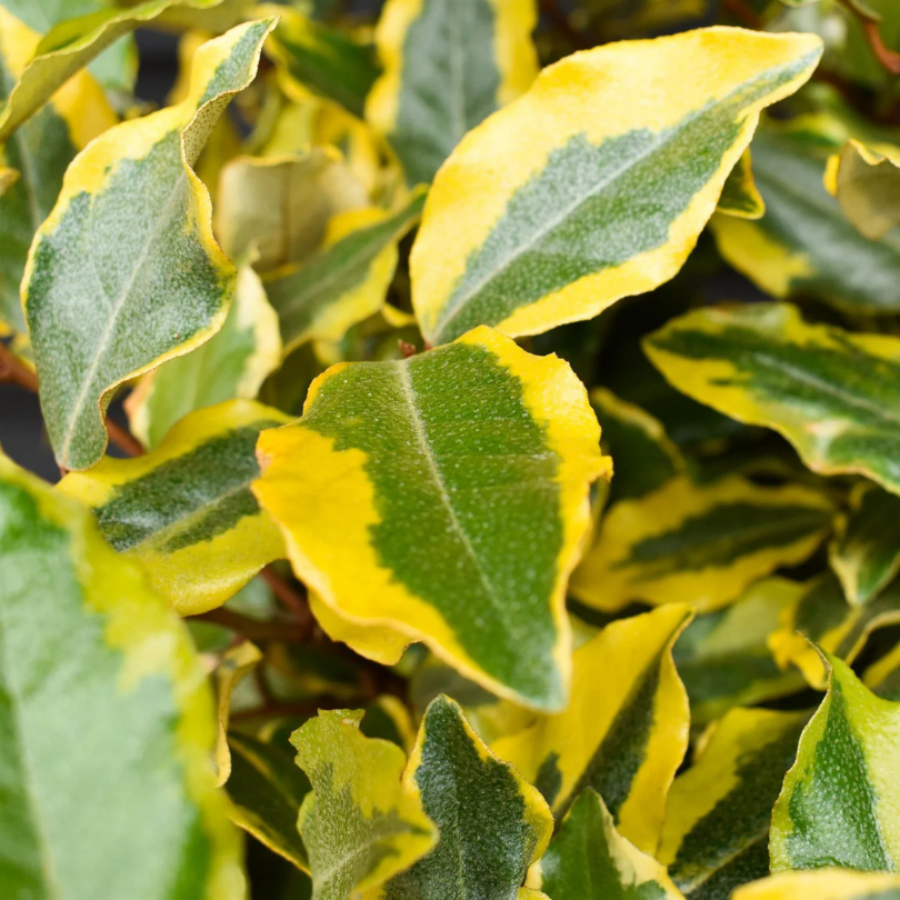 Salcioara, Elaeagnus Ebbingei Viveleg