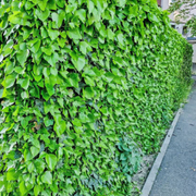 Iedera, Hedera Helix