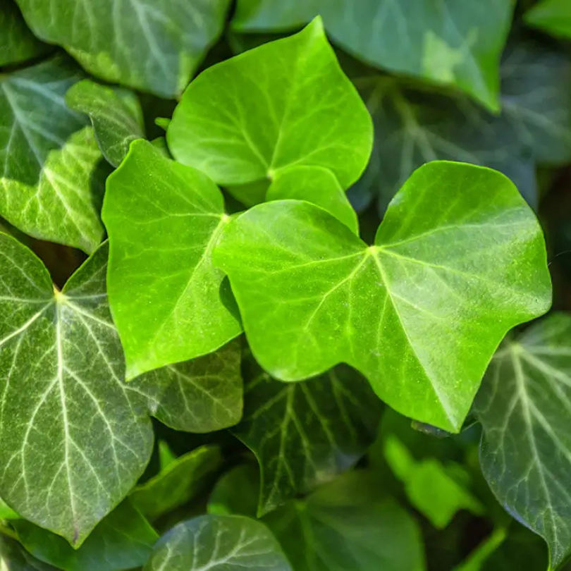 Iedera, Hedera Helix