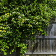 Caprifoi, Lonicera Japonica