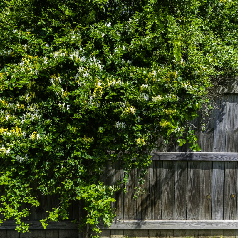 Caprifoi, Lonicera Japonica