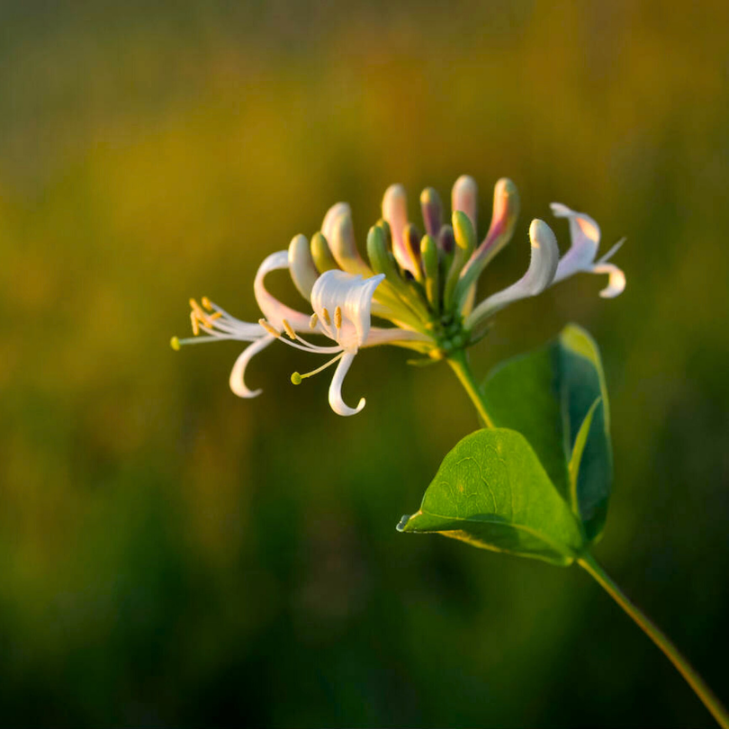 Caprifoi, Lonicera Japonica