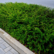 Caprifoi Tarator, Lonicera Pileata