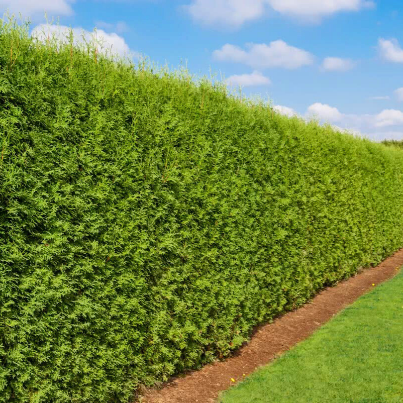 Tuia Brabant, Thuja occidentalis