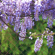 Glicina, Wisteria Sinensis