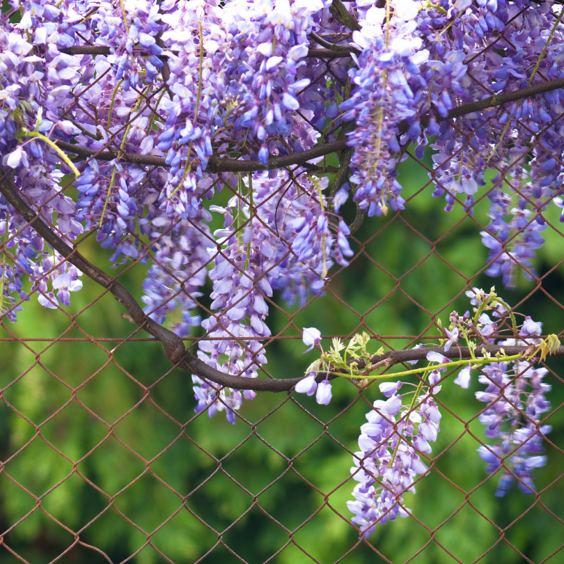 Glicina, Wisteria Sinensis