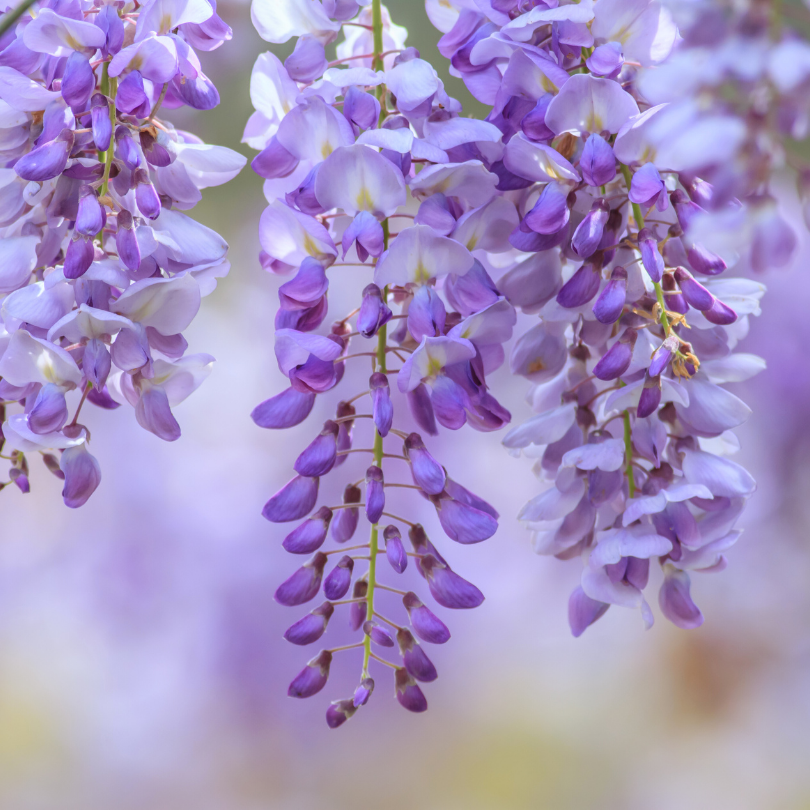 Glicina, Wisteria Sinensis