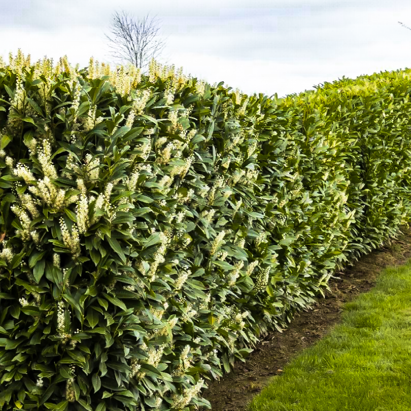 Laur Englezesc Otto Luyken, Prunus Laurocerasus Otto Luyken