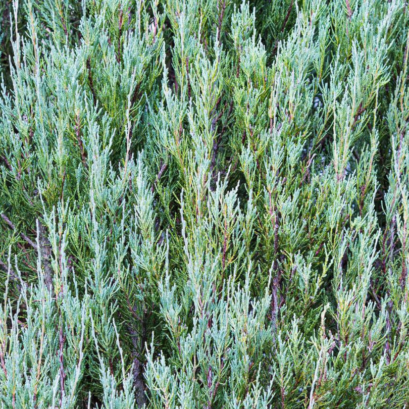 Ienupar Albastru Columnar, Juniperus Virginiana Skyrocket
