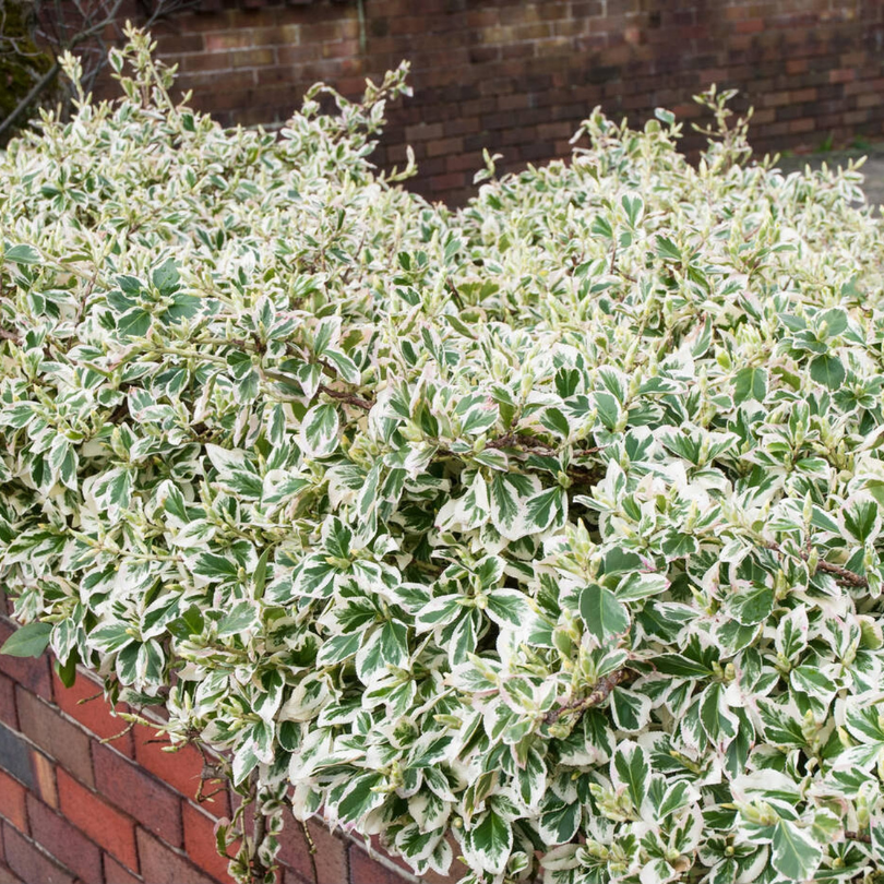 Salba Japoneza Alba, Euonymus Japonicus Bravo