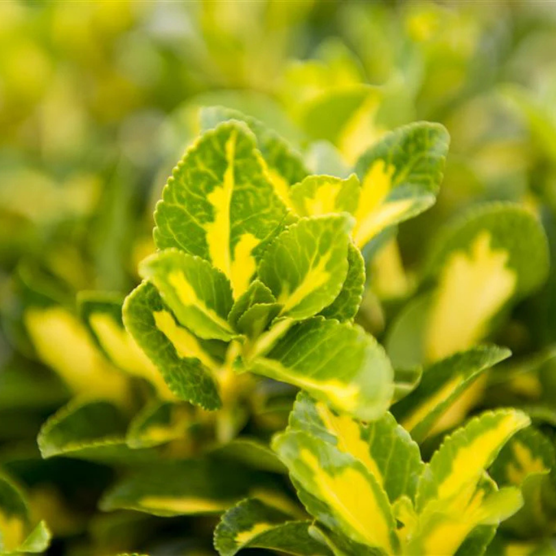 Salba Japoneza Galbena, Euonymus Japonicus Aurea