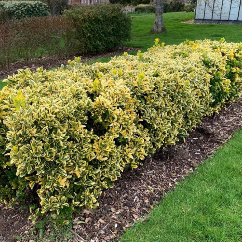 Salba Japoneza Galbena, Euonymus Japonicus Aurea
