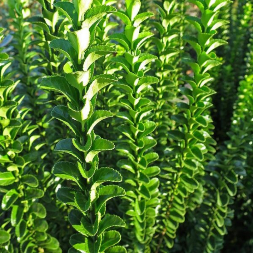 Salba Japoneza Benkomasaki Tufa, Euonymus Japonicus Benkomasaki
