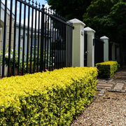 Salba Japoneza Galbena, Euonymus Japonicus Elegantissima Aurea