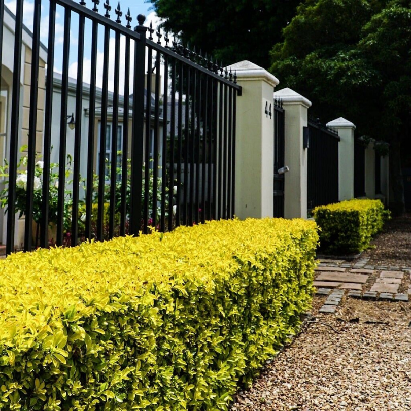Salba Japoneza Galbena Tufa, Euonymus Elegantissimus Aureus