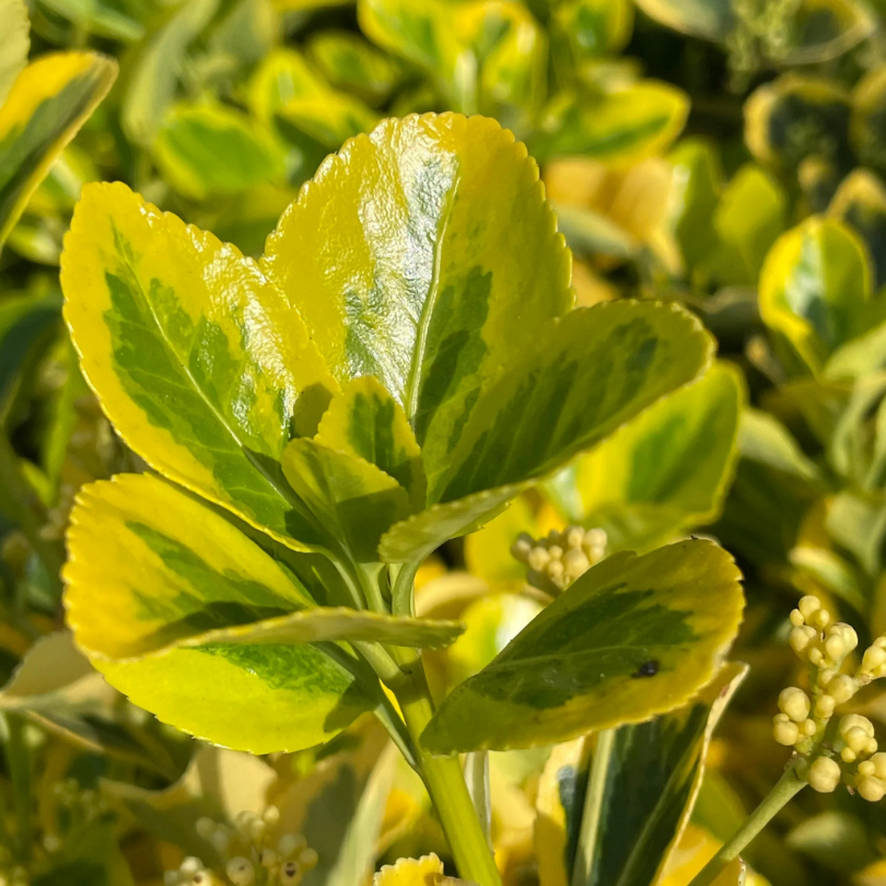 Salba Japoneza Galbena, Euonymus Japonicus Aureomarginatus