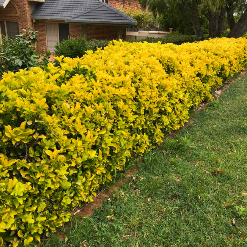 Salba Japoneza Galbena, Euonymus Japonicus Aureomarginatus